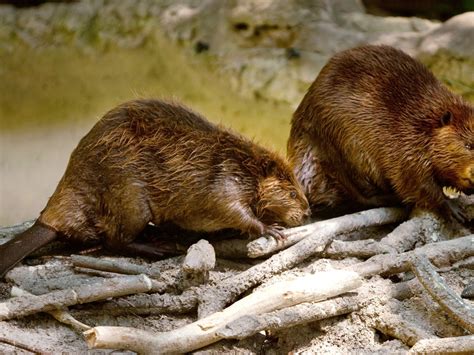 Dam Beavers Bwin